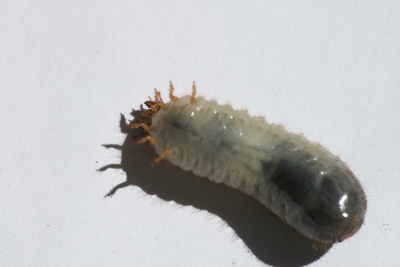 Larva da determinare